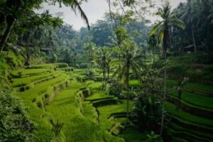 guide complet bali